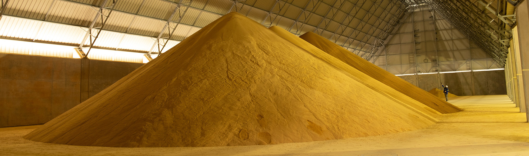 DDGS Livestock feed